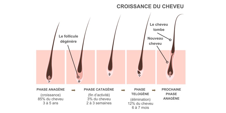 Croissance du cheveu