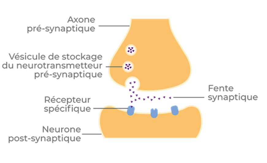 Fente synaptique