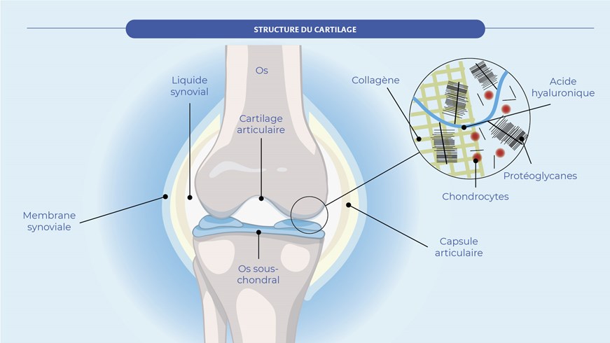 Structure du cartilage